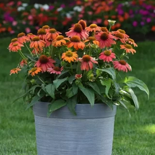 img-2: Эхинацея Артизан F1 Ред Омбрэ [100 шт] - ООО «Семена Тут»