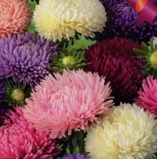 Астра Джуэл смесь - ООО «Семена Тут»