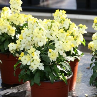 Лакфиоль (Хейрантус) Баунти Примроуз [100 шт] - ООО «Семена Тут»