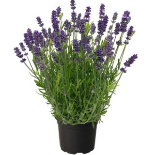 img-1: Лаванда Чилаут Блю [500 шт] - ООО «Семена Тут»