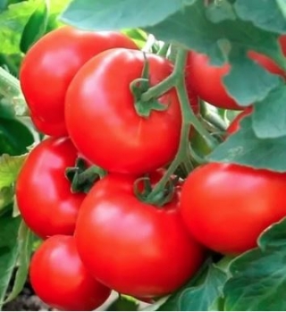 Томат Джейн F1 - ООО «Семена Тут»