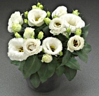 img-0: Эустома Джульетта Вайт [100 драже] - ООО «Семена Тут»