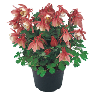 Аквилегия Камео Роуз энд Вайт [500 шт] - ООО «Семена Тут»