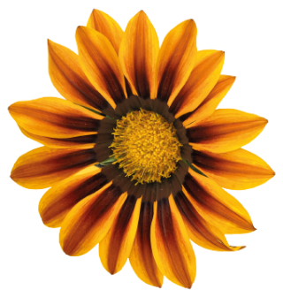 img-1: Газания Зени F1 Оранж Флейм [1000 шт] - ООО «Семена Тут»