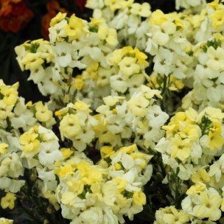 img-1: Лакфиоль (Хейрантус) Шуга Раш Примроуз [100 шт] - ООО «Семена Тут»