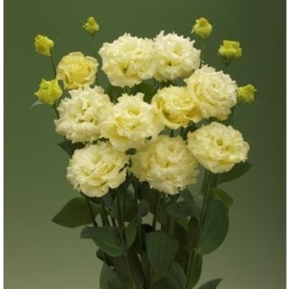 Эустома Корелли СУ 3 Еллоу [100 драже] - ООО «Семена Тут»