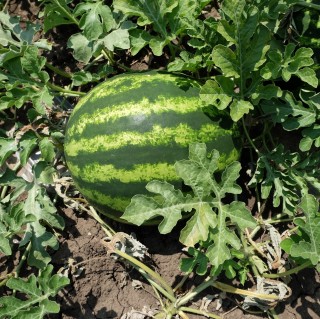 img-0: Арбуз Энигма F1 - ООО «Семена Тут»