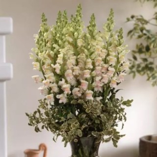 Львиный зев Мэриленд (группа 1,2) Эпплблоссом [1000 шт] - ООО «Семена Тут»