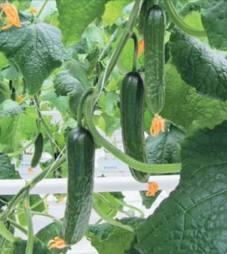 img-0: Огурец Ермак F1 - ООО «Семена Тут»