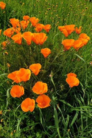 img-1: Эшшольция Оранжевый шёлк - ООО «Семена Тут»