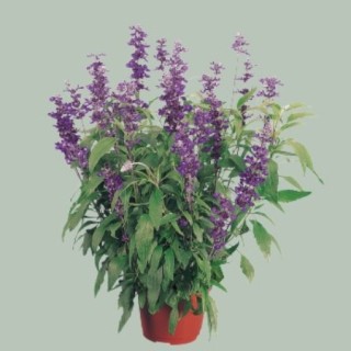 img-0: Сальвия мучнистая Эволюшн Виолет [250 шт] - ООО «Семена Тут»