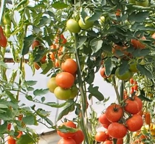 img-2: Томат Евпатор F1 - ООО «Семена Тут»