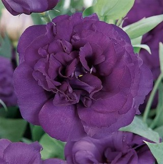 img-0: Эустома АБС 3 Пурпл [100 драже] - ООО «Семена Тут»