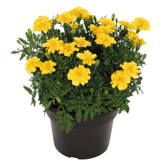 img-0: Бархатцы отклоненные Милли Ванилли [200 шт] - ООО «Семена Тут»