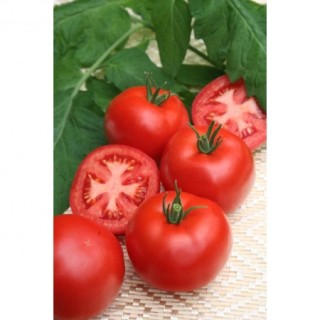 Томат Майдан F1 - ООО «Семена Тут»