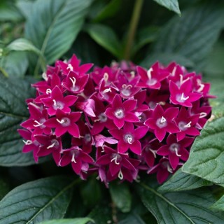 img-1: Пентас Граффити Неон Плам [500 драже] - ООО «Семена Тут»