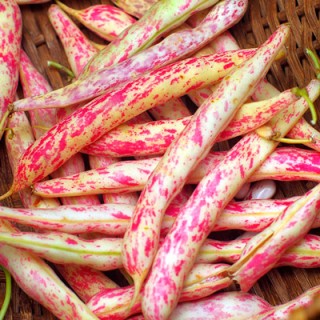 img-0: Фасоль овощная Рябушка - ООО «Семена Тут»