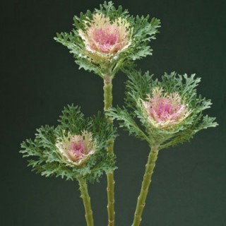 Капуста декоративная Крейн Фезер Кинг - ООО «Семена Тут»