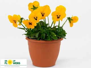 Фиалка рогатая Флорал Еллоу Блотч Ред Винг  - ООО «Семена Тут»