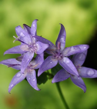 img-1: Колокольчик гарганский Филлигри [1000 шт] - ООО «Семена Тут»