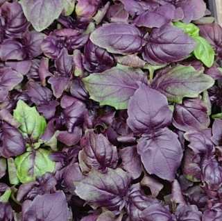 img-0: Базилик Философ - ООО «Семена Тут»