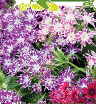 Флокс друммонда Звездочет - ООО «Семена Тут»