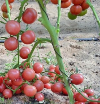 img-0: Томат Форте Розе F1 - ООО «Семена Тут»