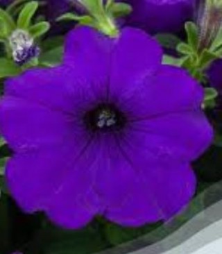 img-0: Петуния ампельная Фото Финиш Блю [1000 драже] - ООО «Семена Тут»