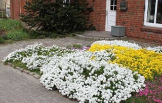 img-2: Иберис Вистлер F1 Вайт [1000 шт] - ООО «Семена Тут»