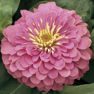 Цинния Магеллан Пинк [100 шт] - ООО «Семена Тут»