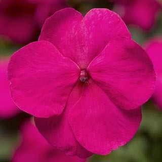 Бальзамин Экстрим F1 Брайт Роуз [1000 шт] - ООО «Семена Тут»