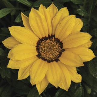 Газания Кисс Еллоу [1000 шт] - ООО «Семена Тут»