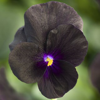 Виола рогатая Пенни F1 Блэк [1000 шт] - ООО «Семена Тут»