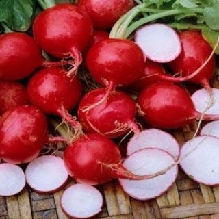 Редис Рондар F1 - ООО «Семена Тут»