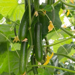 Огурец Йилдо F1 - ООО «Семена Тут»