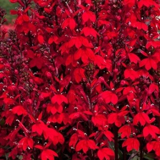 Лобелия прекрасная Старшип Скарлет [500 драже] - ООО «Семена Тут»