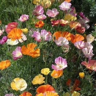 img-0: Эшшольция Смесь окрасок - ООО «Семена Тут»