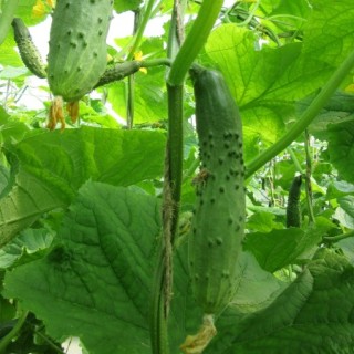 Огурец Таракановский F1 - ООО «Семена Тут»