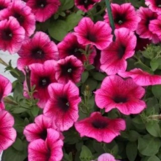 Петуния мультифлора Мираж Орхид [1000 драже] - ООО «Семена Тут»