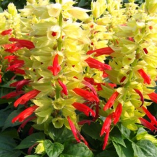 Сальвия Мохаве Ред Биколор [1000 шт] - ООО «Семена Тут»