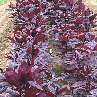 Амарант овощной Валентина - ООО «Семена Тут»