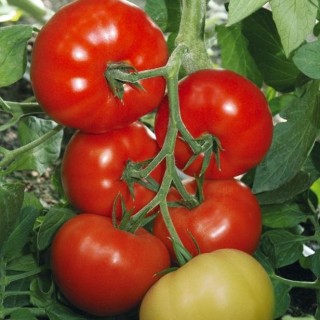 Томат Якиманка F1 - ООО «Семена Тут»