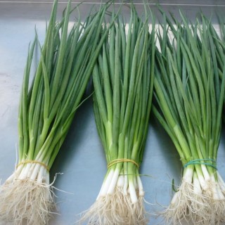 Лук батун Майский - ООО «Семена Тут»