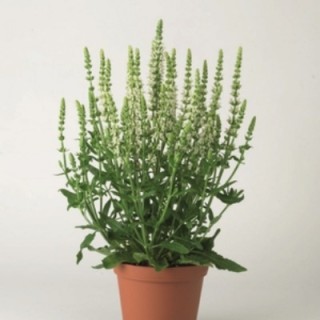 Шалфей пышный Мерло Вайт [5000 шт] - ООО «Семена Тут»