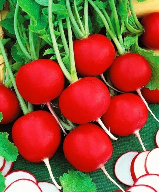 img-0: Редис Заря - ООО «Семена Тут»