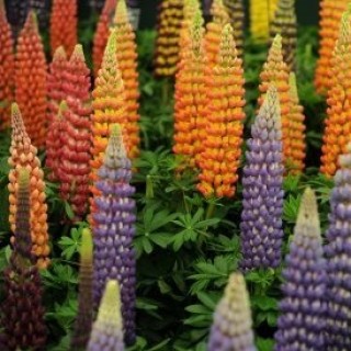 Люпин Фейерверк - ООО «Семена Тут»