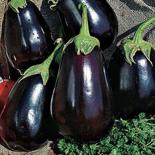 Баклажан Альбатрос - ООО «Семена Тут»