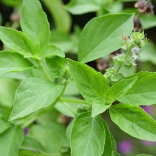 img-0: Базилик Лемона - ООО «Семена Тут»