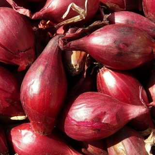 Лук шалот Цебруне - ООО «Семена Тут»