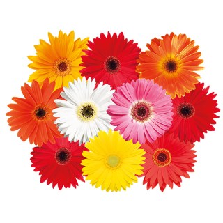 Гербера Мажоретте F1 микс  [50 шт] - ООО «Семена Тут»